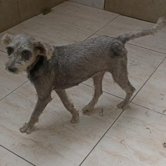 zinha